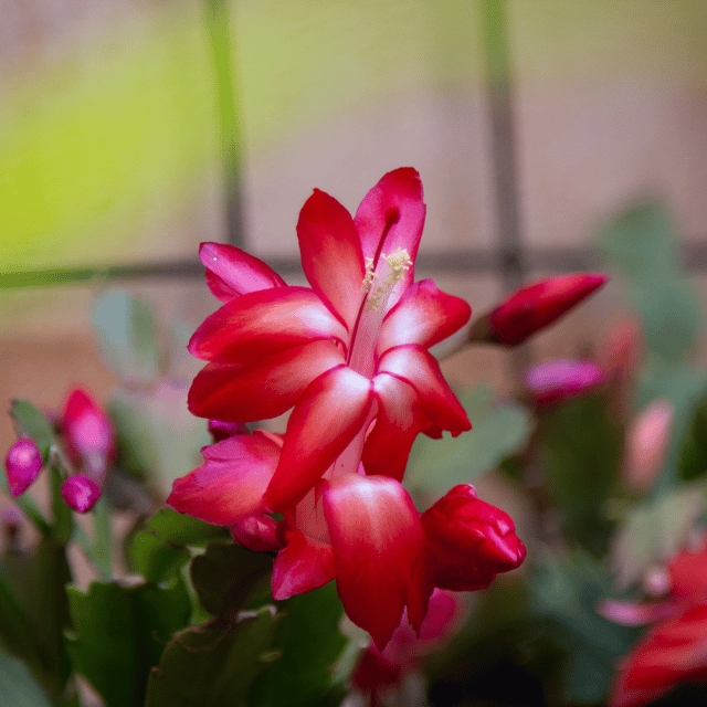 Deep rot schlumbergera blume samen for anpflanzung long bloom season heirloom & gmo free samen for home garten
 
 sale samen for home garten anpflanzung