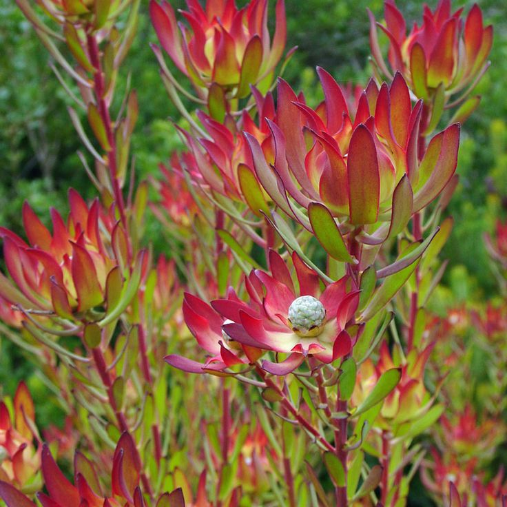 Leucadendron Salignum Conebush Blumensamen zur Aussaat robust Sorte Traditionssorte & ohne Gentechnik Samen Hausgarten