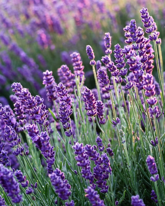 Lavendel Bergamot Blumensamen zur Aussaat leuchtend Blüten Traditionssorte & ohne Gentechnik Samen Hausgarten