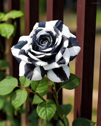Schwarz und Weiß Rose Blumensamen zur Aussaat – Garten beliebt – Traditionssorte & ohne Gentechnik Samen Hausgarten
