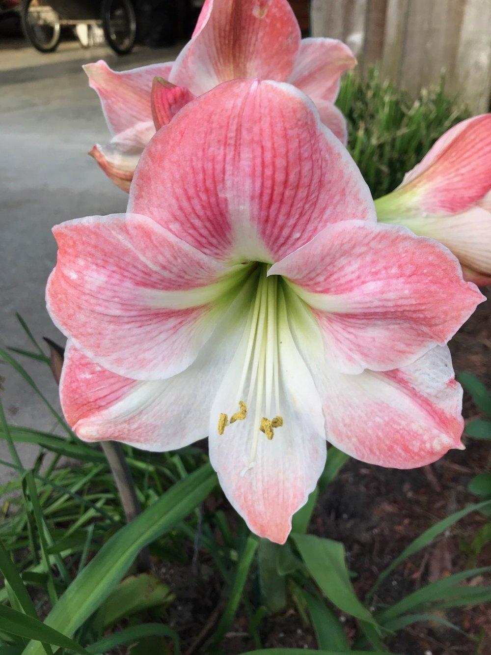 hell Rosa Hippeastrum Blumensamen zur Aussaat – leuchtend Blüten – Traditionssorte & ohne Gentechnik Samen Hausgarten