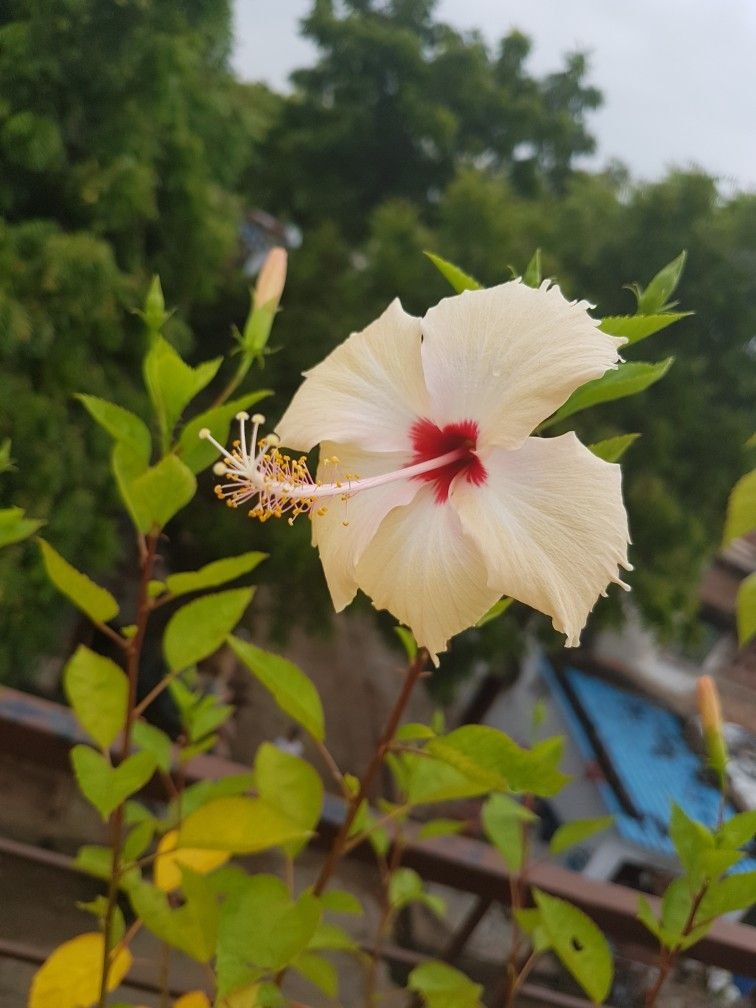 Creme Hibiskus Blumensamen – Anzucht Traditionssorte & ohne Gentechnik Samen Hausgarten