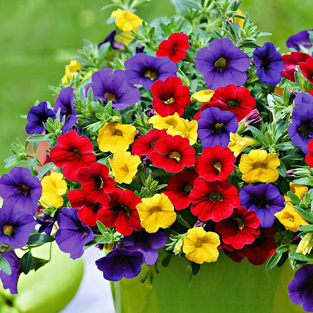 Mix calibrachoa & petunia blume samen for anpflanzung garten favorite heirloom & gmo free samen for home garten
 
 sale samen for home garten anpflanzung