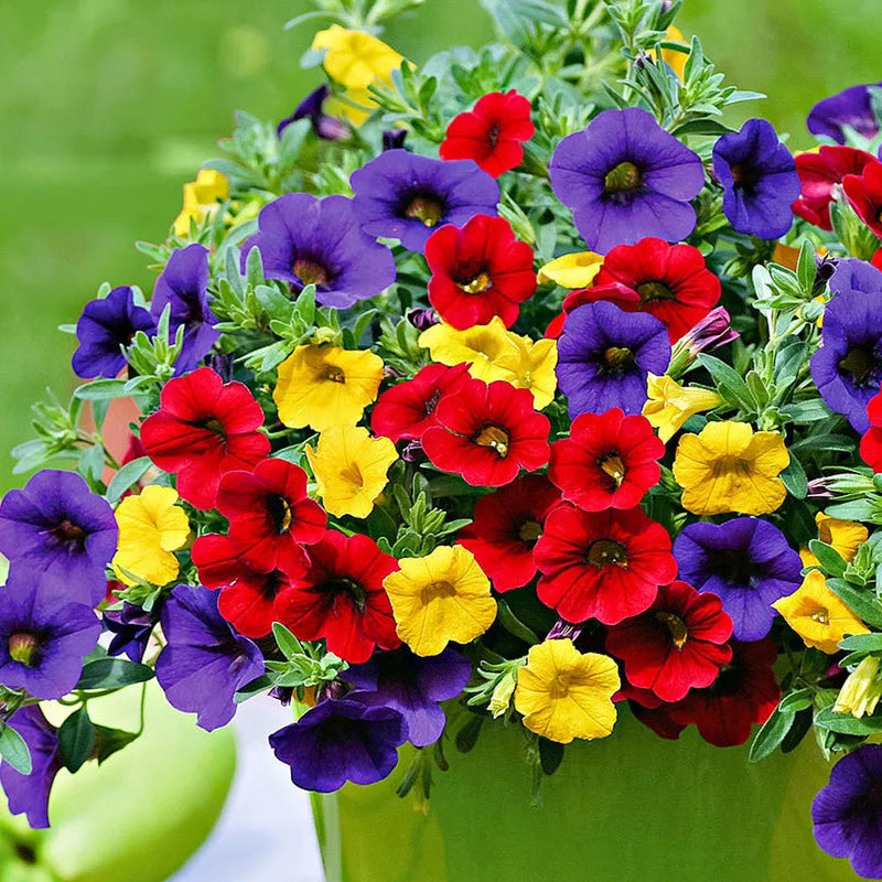 Mix calibrachoa & petunia blume samen for anpflanzung garten favorite heirloom & gmo free samen for home garten
 
 sale samen for home garten anpflanzung