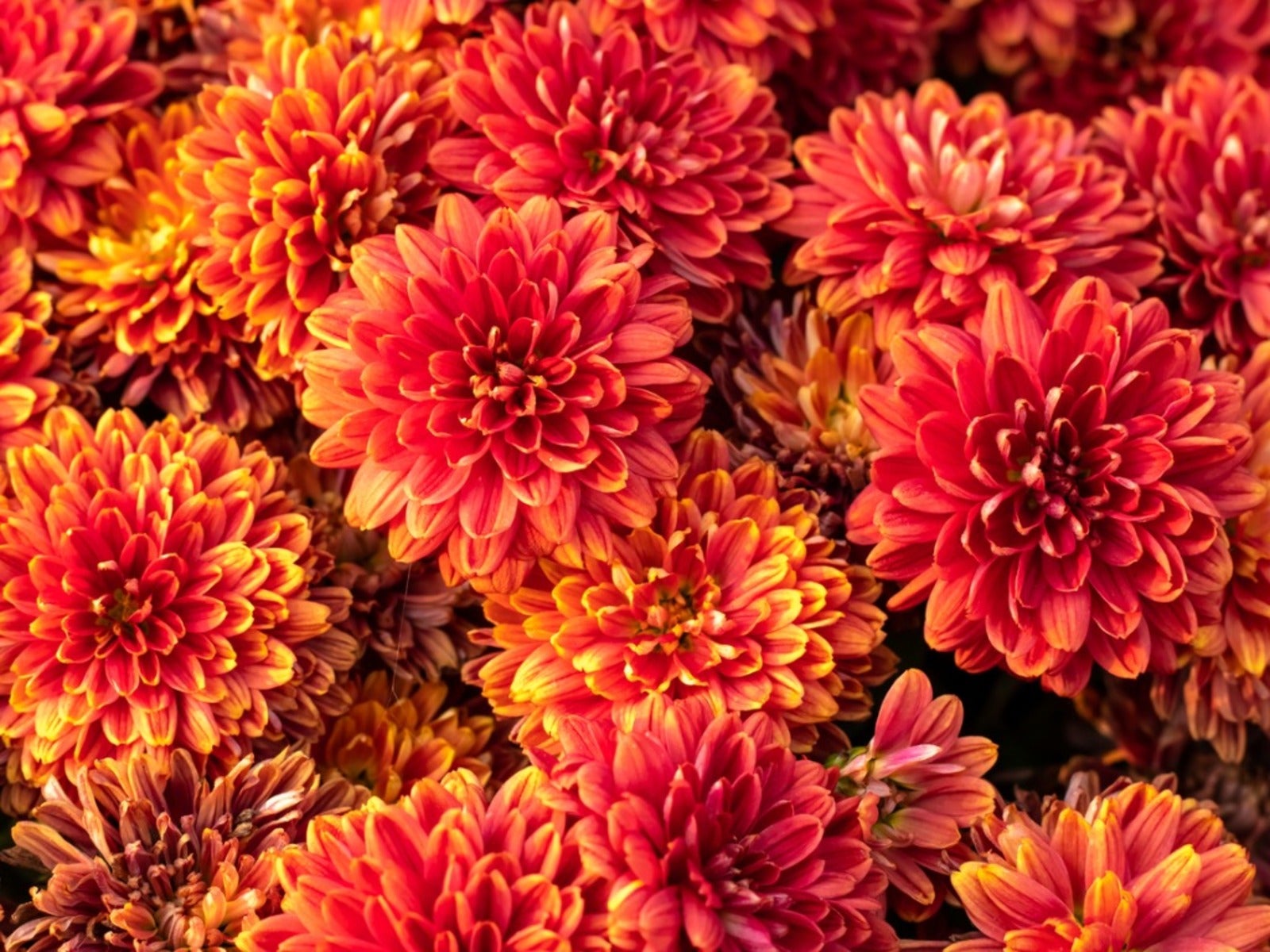 Gelb Orange Chrysantheme Blumensamen zur Aussaat – farbenfroh Schau – Traditionssorte & ohne Gentechnik Samen Hausgarten