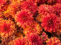 Gelb Orange Chrysantheme Blumensamen zur Aussaat – farbenfroh Schau – Traditionssorte & ohne Gentechnik Samen Hausgarten