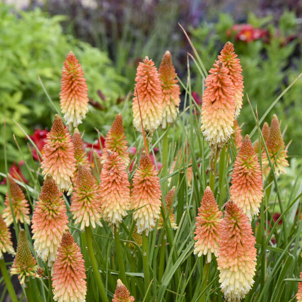 Rot Gelb Kniphofia Blumensamen zur Aussaat – lang Blüte Saison – Traditionssorte & ohne Gentechnik Samen Hausgarten