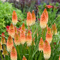Rot Gelb Kniphofia Blumensamen zur Aussaat – lang Blüte Saison – Traditionssorte & ohne Gentechnik Samen Hausgarten