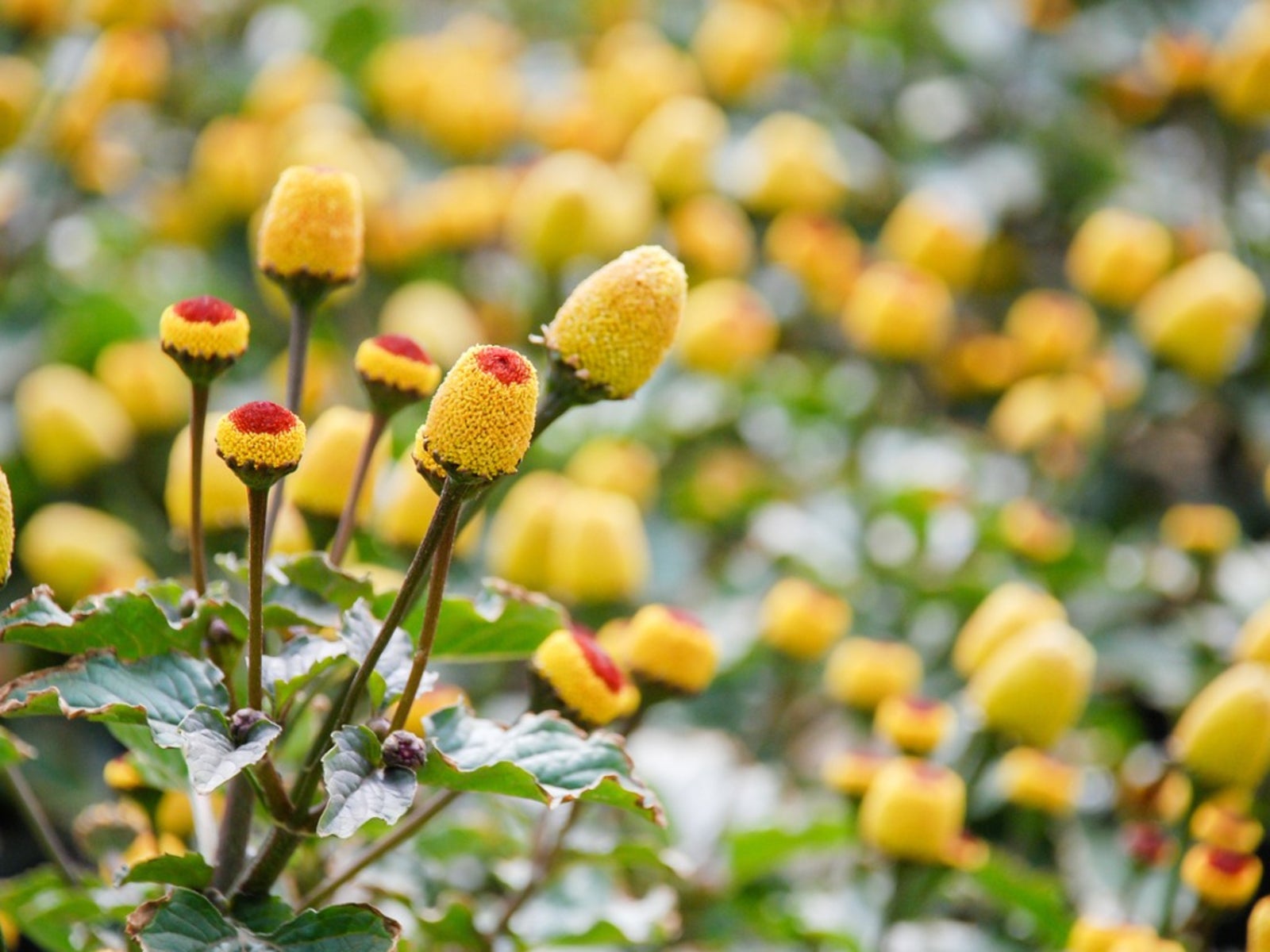 Gelb Spilanthes Acmella Blumensamen zur Aussaat pflegeleicht Traditionssorte & ohne Gentechnik Samen Hausgarten