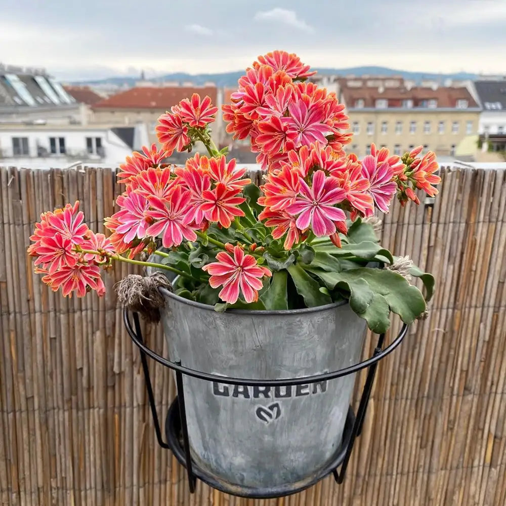 Lewisia Blumensamen zur Aussaat Schnitt Blume beliebt Traditionssorte & ohne Gentechnik Samen Hausgarten