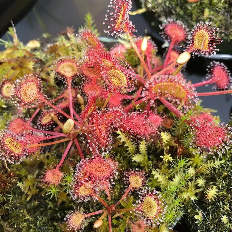Grün Rot Sundew Blumensamen zur Aussaat duftend Blüten Traditionssorte & ohne Gentechnik Samen Hausgarten
