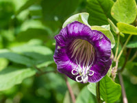 Cup & Saucer Blumensamen zur Aussaat Wildblume Mischung Traditionssorte & ohne Gentechnik Samen Hausgarten
