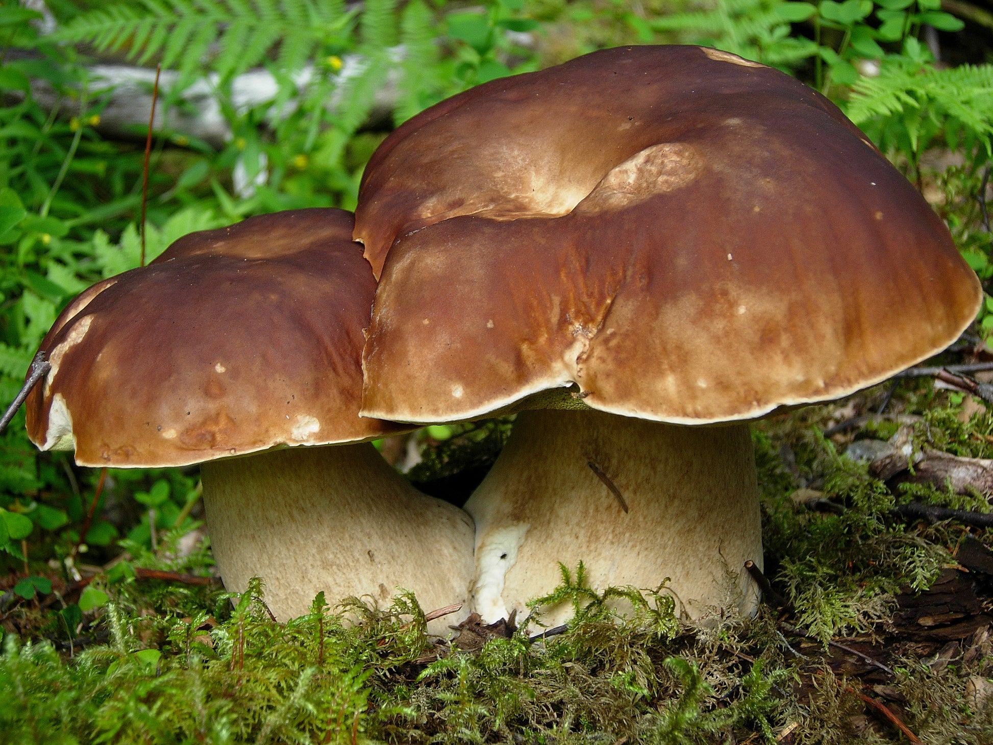Porcini Pilz Samen zum Pflanzen