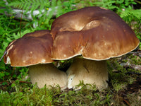 Porcini Pilz Samen zum Pflanzen