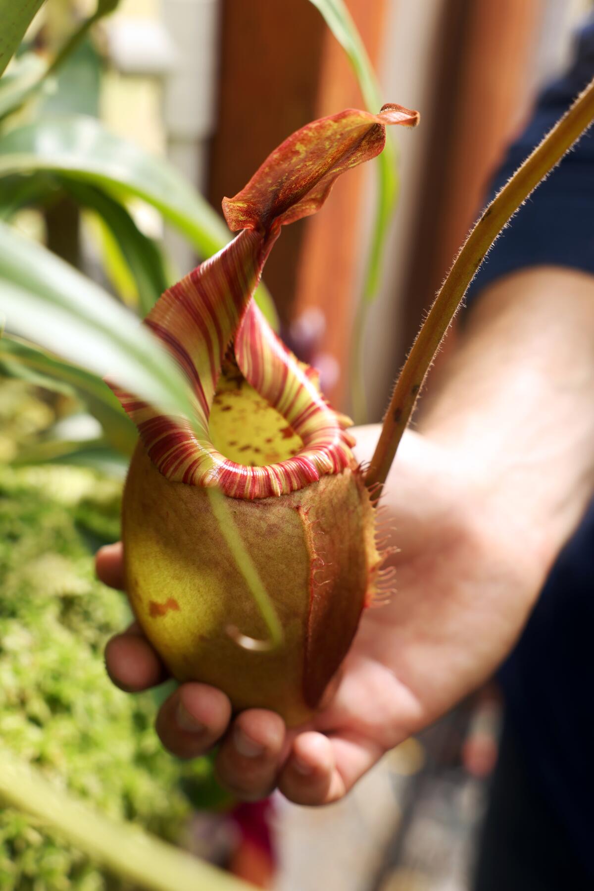 Mosquito Carnivorous Blumensamen zur Aussaat – sonnenliebend – Traditionssorte & ohne Gentechnik Samen Hausgarten