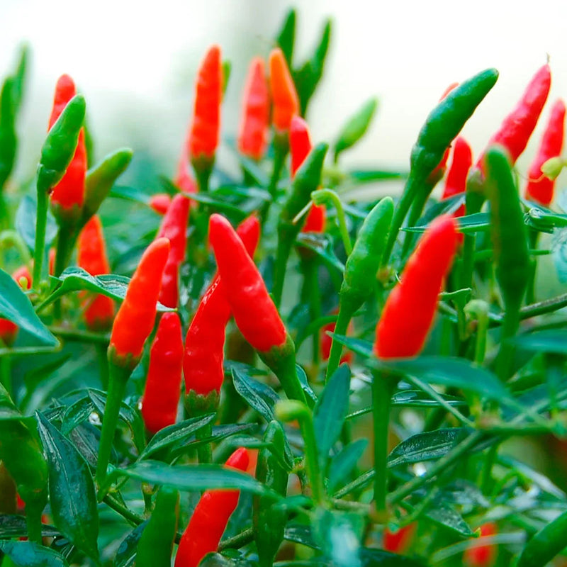 Graines de piment rouge et vert pour la culture de légumes