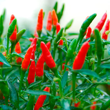 Rot and Green Chili Gemüse Planting Samen