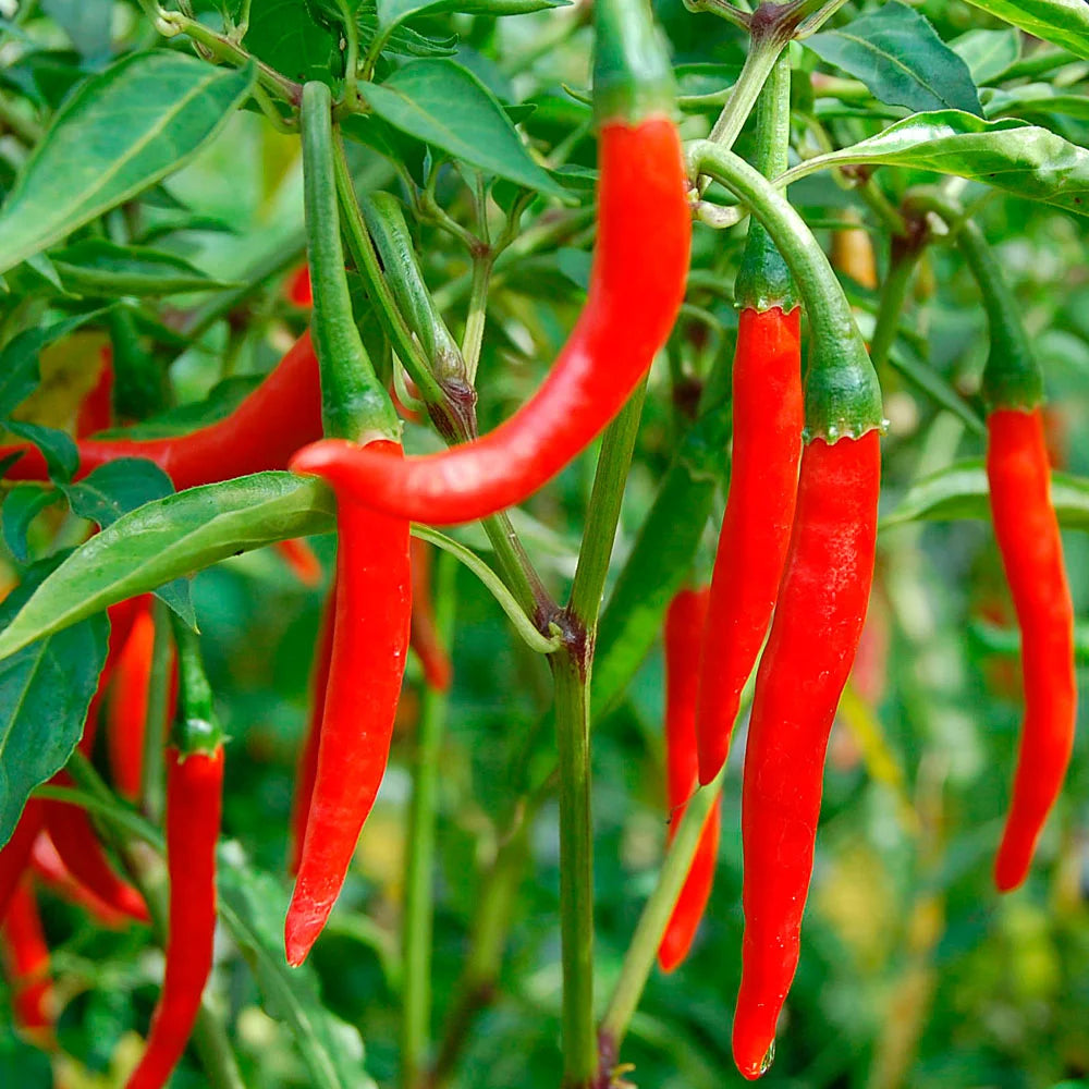 Rot and Green Chili Gemüse Planting Samen