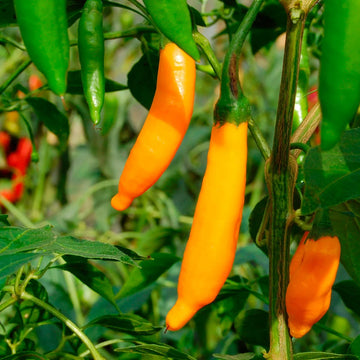Orange Green Amarillo Chili Samen zum Pflanzen