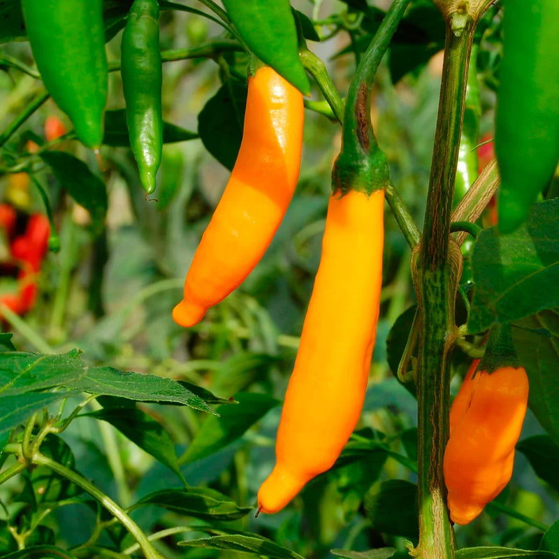 Orange Green Amarillo Chili Samen zum Pflanzen