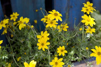 Bidens Ferulifolia Blumensamen zur Aussaat farbenfroh Schau Traditionssorte & ohne Gentechnik Samen Hausgarten