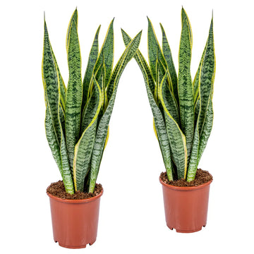 kaufen blue sansevieria pflanze pflanzung samen Stück, 100 Stück