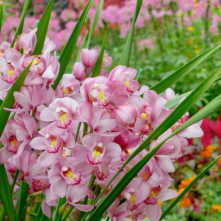 Cymbidium Blumensamen zur Aussaat – Schnitt Blume beliebt – Traditionssorte & ohne Gentechnik Samen Hausgarten
