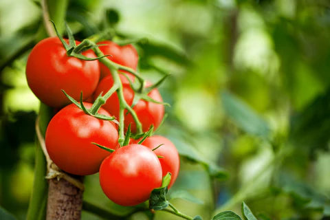 Linguisa Tomate Samen zum Pflanzen - Traditionell Gemüse Variety