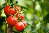 Maroon Tomate Planting Samen for Home Gardens