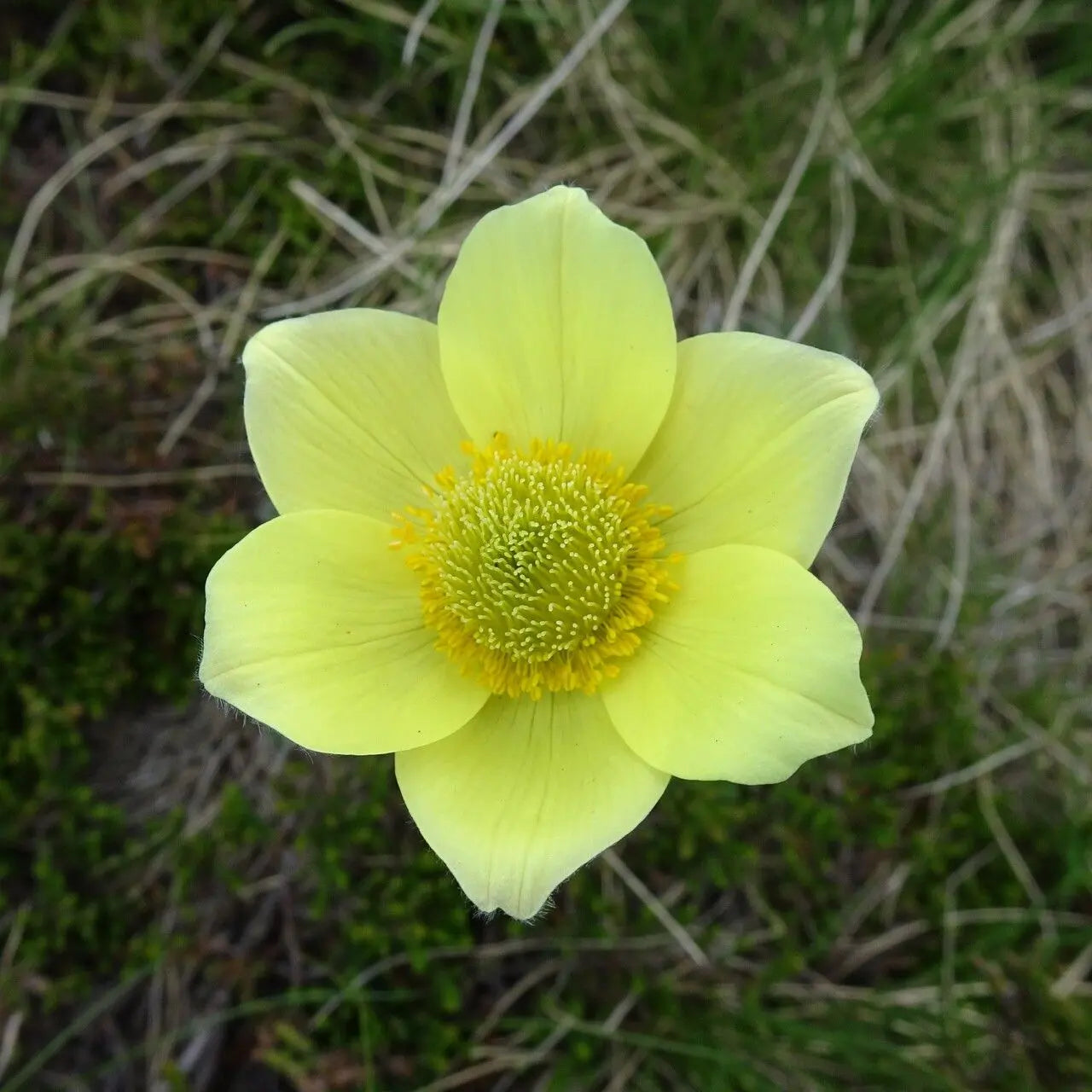 hell Grün Anemone Pulsatilla Samen Blumensamen zur Aussaat Landhaus Garten wichtig Traditionssorte & ohne Gentechnik Samen Hausgarten