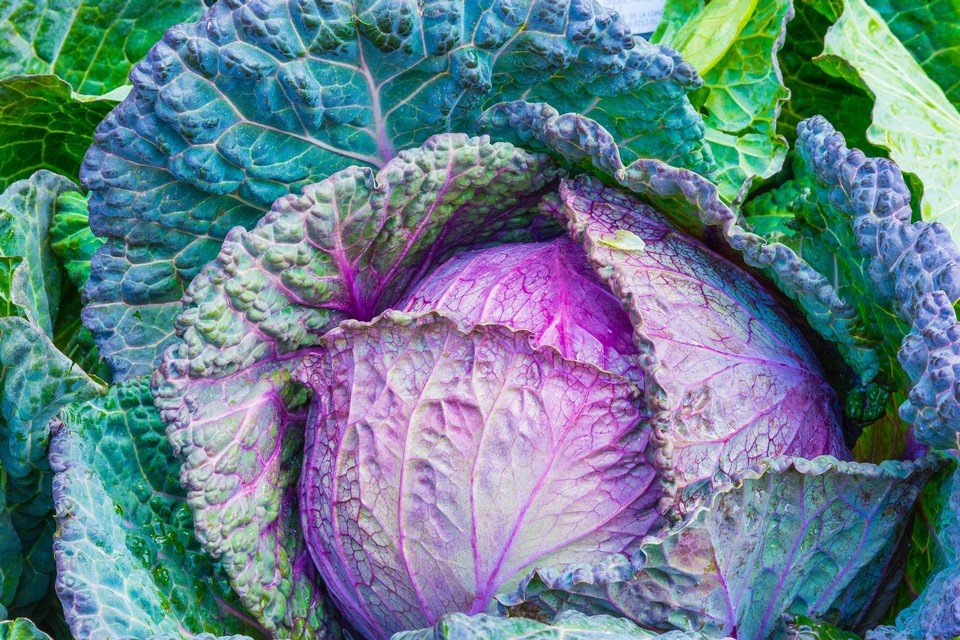 Rot Acre Cabbage Samen zum Pflanzen  Grow Traditionell Lila Cabbage
