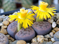 Living Stone Succulent Blumensamen zur Aussaat – leuchtend – Traditionssorte & ohne Gentechnik Samen Hausgarten