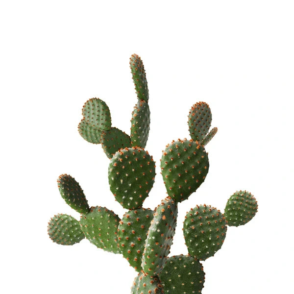 Healthy Cactus Seedlings Anbau in Pots