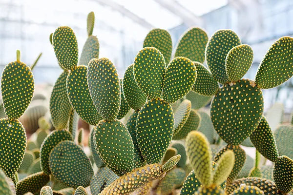 Cactus Samen Germinating in Potting Mix