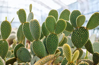 Cactus Samen Germinating in Potting Mix
