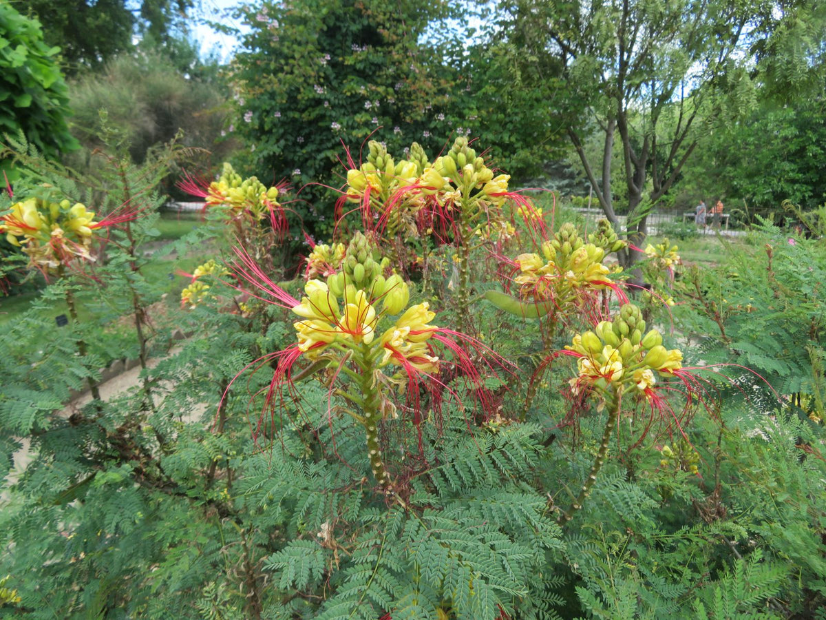 Caesalpinia (caesalpinia gilliesii) samen for anpflanzung in home garten