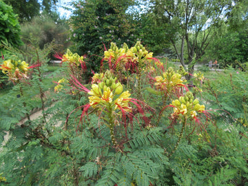 Caesalpinia (caesalpinia gilliesii) samen for anpflanzung in home garten