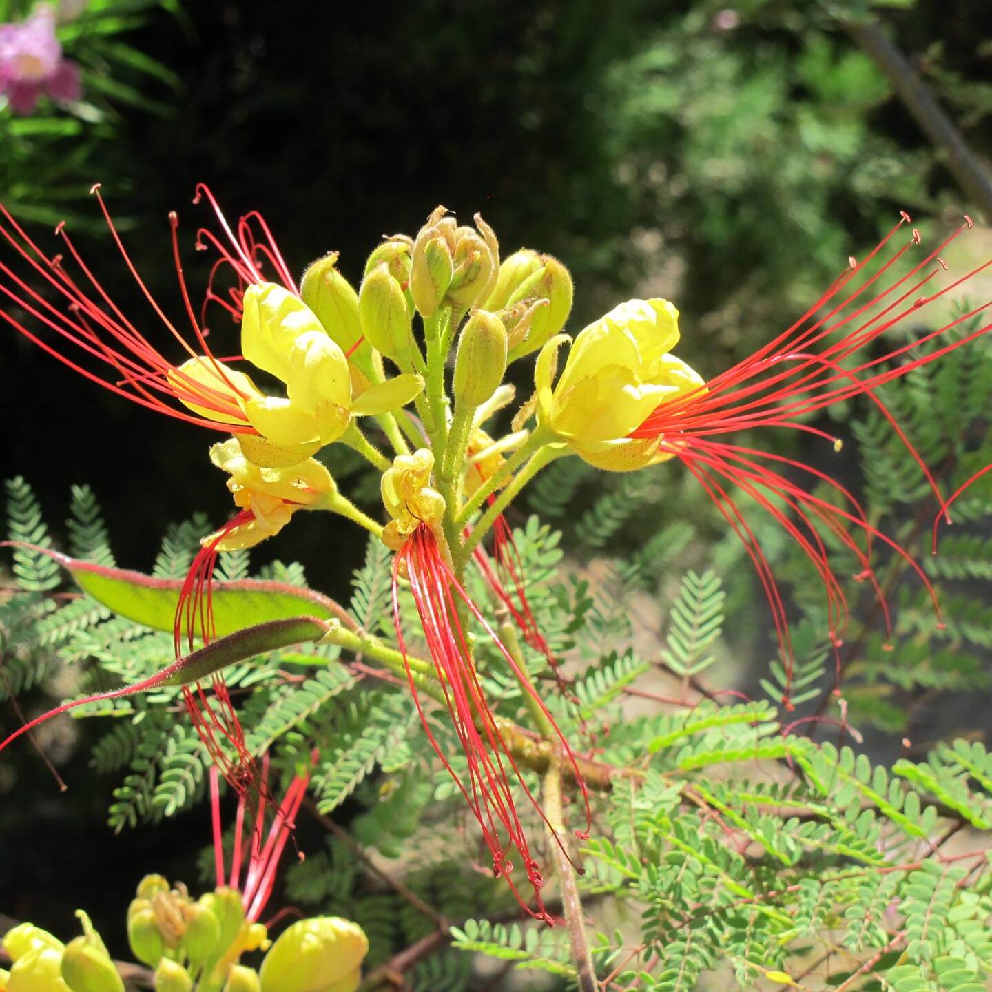 Caesalpinia gilliesii samen for anpflanzung