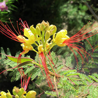 Caesalpinia gilliesii samen for anpflanzung