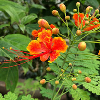 Caesalpinia Blumensamen zur Aussaat Landhaus Garten wichtig Traditionssorte & ohne Gentechnik Samen Hausgarten