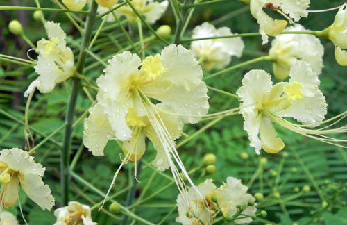 Weiß Caesalpinia Blumensamen zur Aussaat – Bestäuber freundlich Traditionssorte & ohne Gentechnik Samen Hausgarten