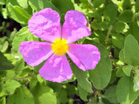 Creticus Blumensamen zur Aussaat – lang Blüte Saison – Traditionssorte & ohne Gentechnik Samen Hausgarten