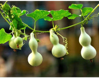 Calabash long squash lagenaria siceraria samen für aussaat