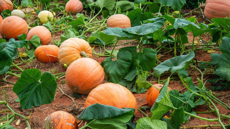 Calabaza cabello squash samen traditionelle variety für aussaat