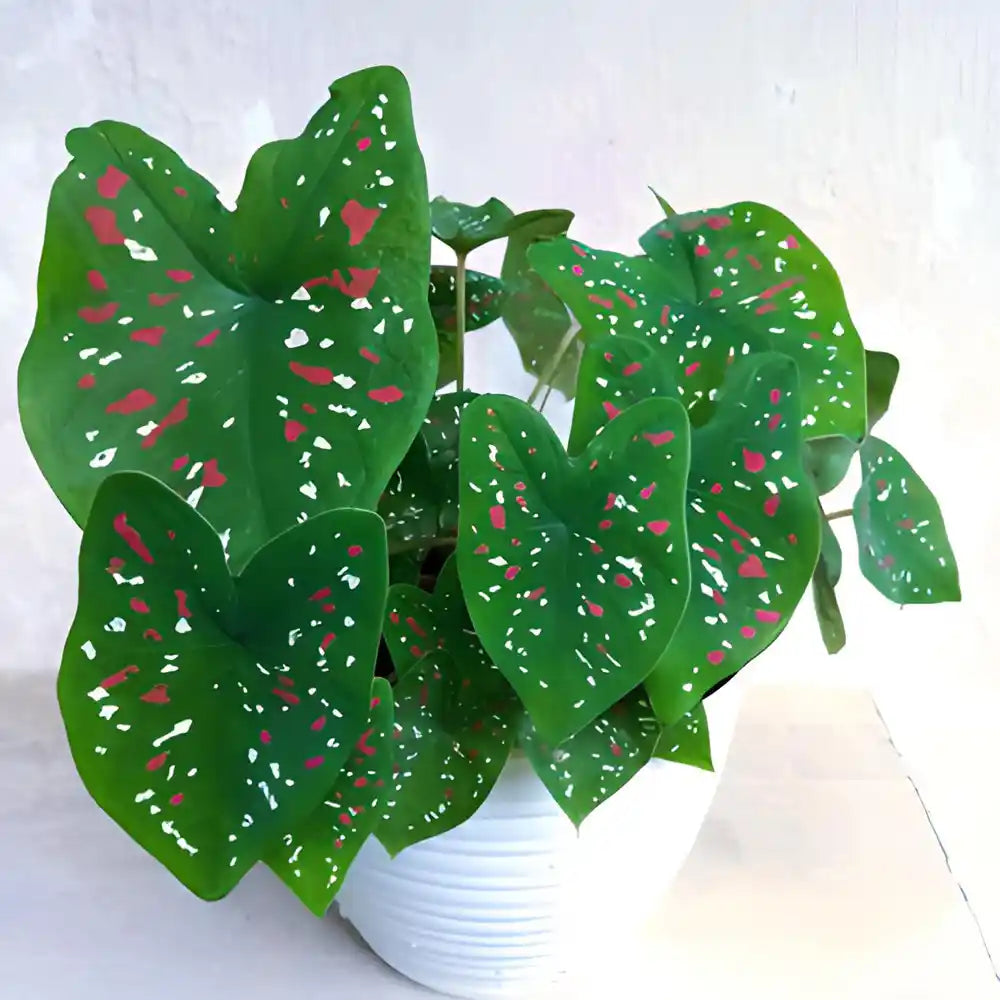 Caladium (caladium blume) samen for anpflanzung in home garten