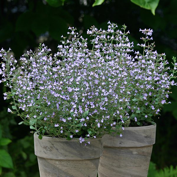 Calamintha Blumensamen zur Aussaat Landhaus Garten wichtig Traditionssorte & ohne Gentechnik Samen Hausgarten