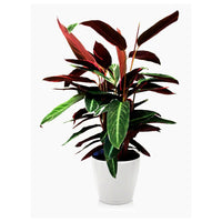 Calathea Magicstar Blumensamen zur Aussaat Garten beliebt Traditionssorte & ohne Gentechnik Samen Hausgarten