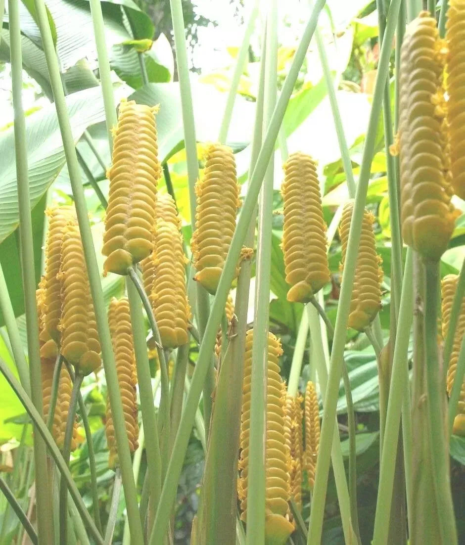 Calathea Crotalifera Blume – Bright Yellow Bracts and Green Leaves