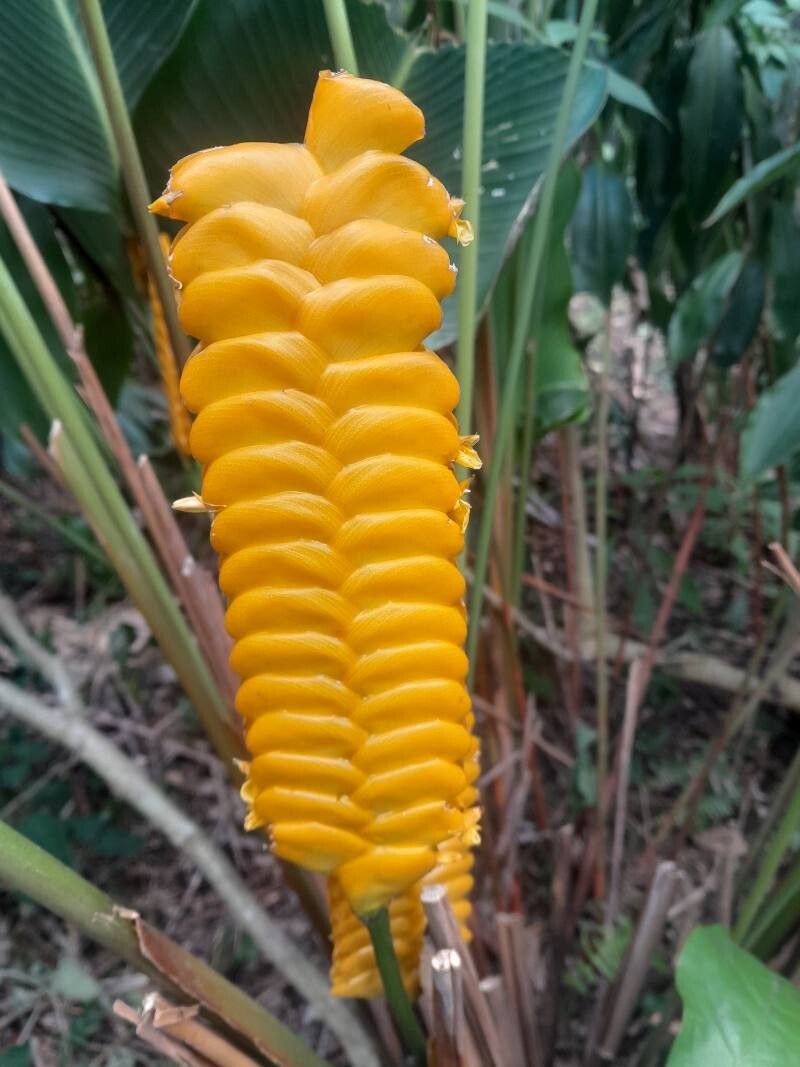 Calathea Crotalifera Pflanze – Tropical Foliage and Yellow Blooms
