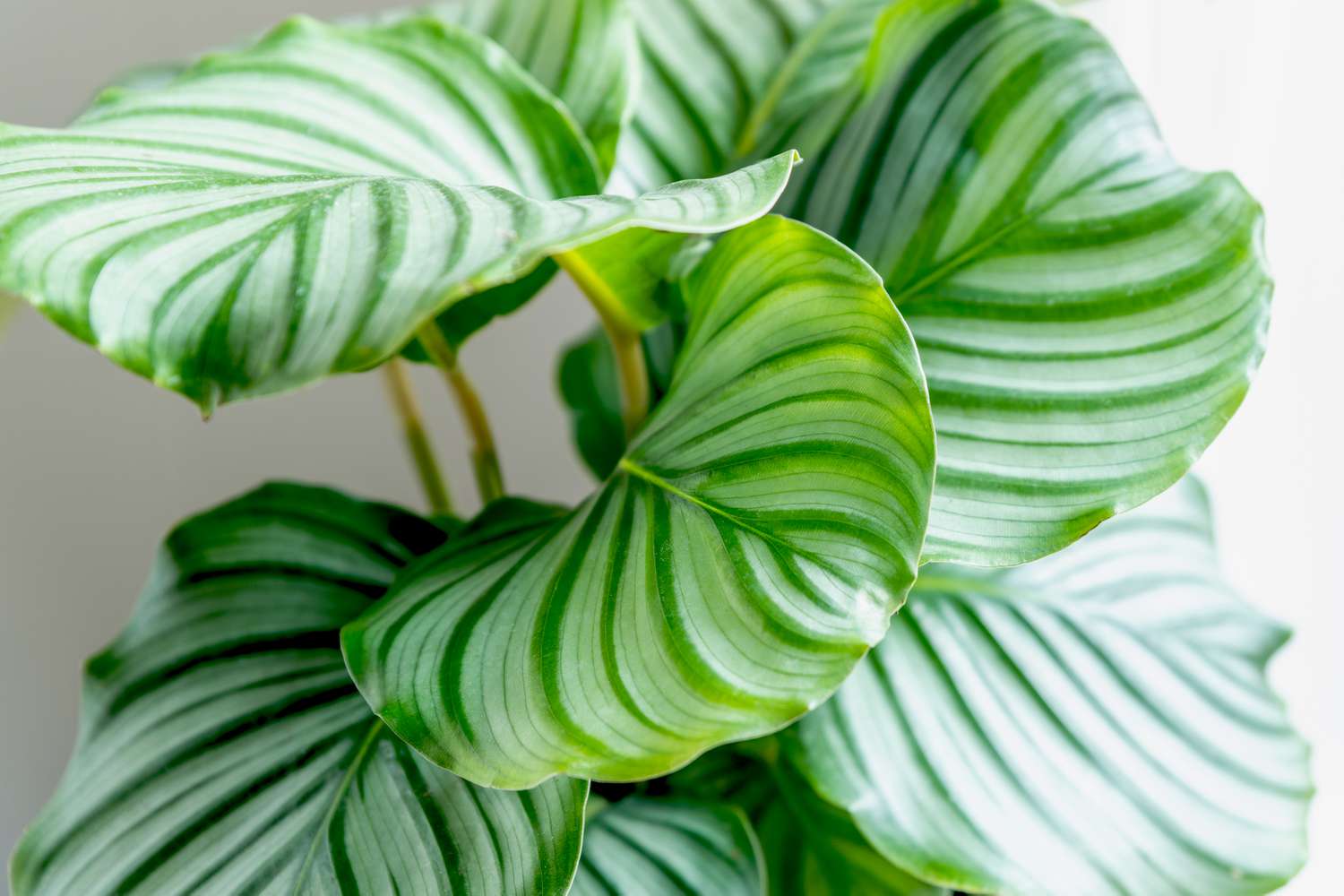 Calathea Orbifolia Blumensamen PlantingHeirloom & ohne Gentechnik Samen sonnenliebend Traditionssorte & ohne Gentechnik Samen Hausgarten